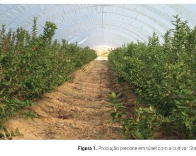Produção de mirtilos em cultura protegida