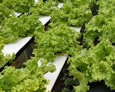 Produção de pequenos agricultores poderá garantir segurança alimentar