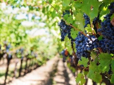 Produção de vinho no Alentejo inferior à de 2014 mas de «muito boa» qualidade