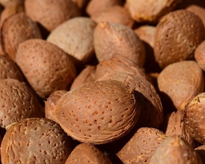 Produção dos amendoais modernos pode crescer até 25%