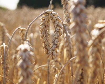 Produção dos cereais de inverno novamente abaixo das 200 mil toneladas
