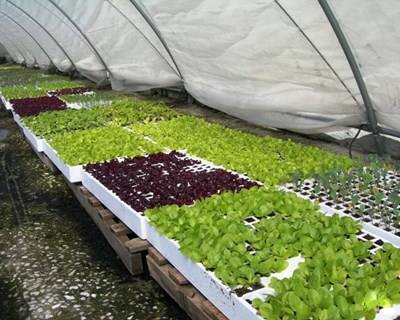 Produção em estufas é tema de simpósio internacional em Évora