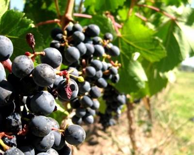 Produção mundial de vinho aumenta em 2015
