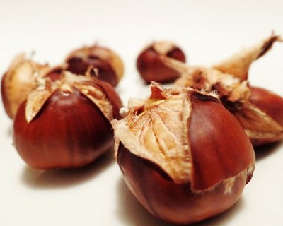 Produtores de castanha unem-se para combater vespa do castanheiro