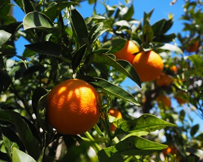 Produtores de fruta belgas e holandeses reivindicam apoios da União Europeia