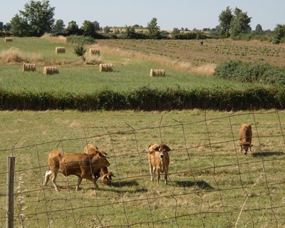 Produtores de gado de Bragança com ajuda municipal para sanidade animal