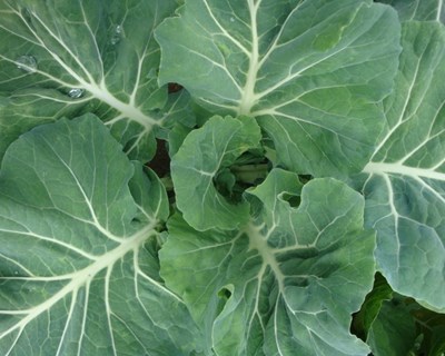 Produtos agrícolas portugueses em segurança