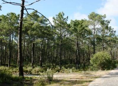 Proença-a-Nova celebra Dia Internacional da Floresta com conferência dedicada ao tema