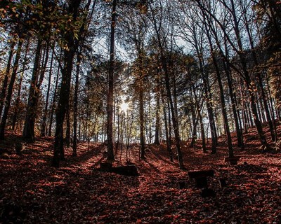 Proença-a-Nova: ciência sai à rua no verão com enfoque na floresta