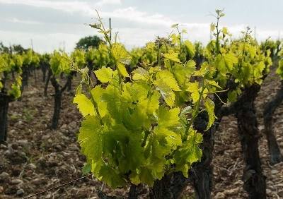 Programa VITIS com €84 milhões em apoios à reestruturação