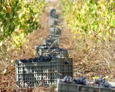 Projeto “Baga Bairrada” promove espumantes da região