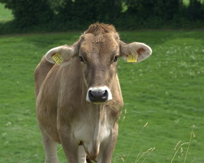 Projeto BovINE promove encontro transnacional do setor