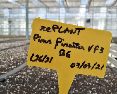 Projeto do Centro PINUS EXOPINUS dá primeiros frutos