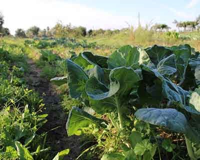 Projeto Europeu Crop-MATCHING convoca comunidade agrícola