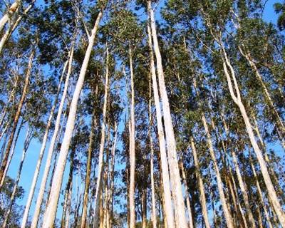 Projeto “Melhor Eucalipto” promove boas práticas na gestão florestal