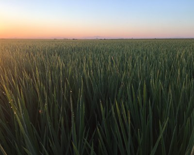 Projeto Oryzonte demonstra que as emissões de gases com efeito de estufa geradas pelo cultivo de arroz em Sevilha podem ser reduzidas em 60%