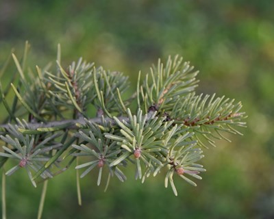 Projeto PineWALL propõe estratégia inovadora para combater a doença da murchidão do pinheiro