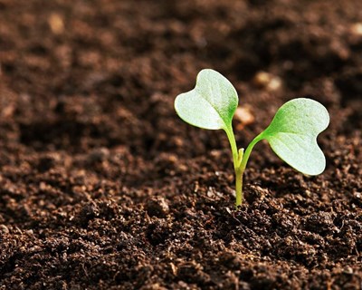 Projeto rePLANt estuda a valorização e defesa da floresta portuguesa
