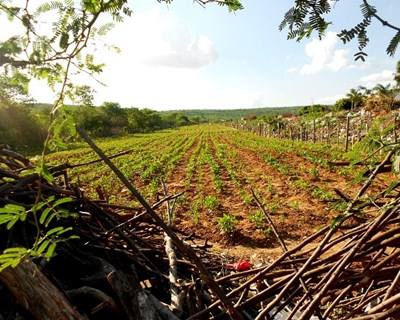 PS quer aumentar ajuda aos pequenos agricultores
