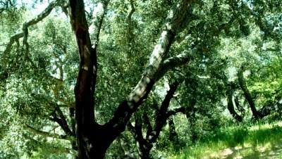 Publicado estudo sobre biodiversidade e produtividade dos ecossistemas florestais