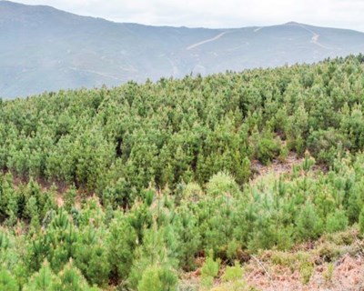 Publicado Guia de Boas práticas fitossanitárias em pinhal