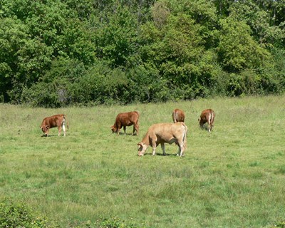 Publicado Manual dedicado à produção de pastagens biodiversas que aliam conservação da natureza e produtividade na pecuária extensiva