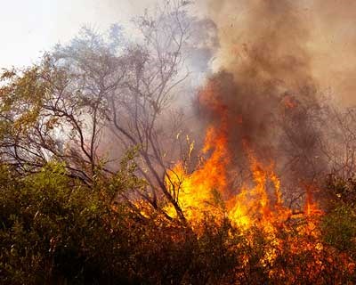 Quatro organizações aplaudem eliminação da obrigatoriedade dos sistemas de deteção de incêndios em explorações pecuárias