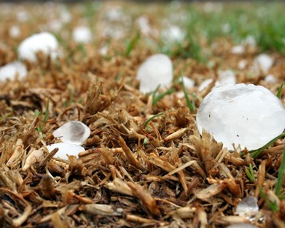Queda de granizo provoca estragos em vinhas, olivais e castanheiros em Valpaços