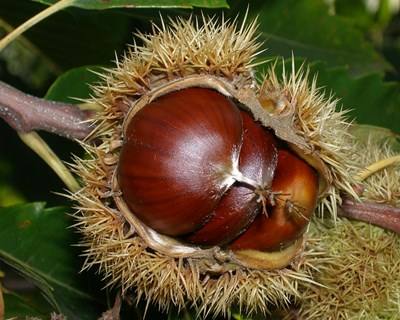 Queda tardia faz subir o preço da castanha