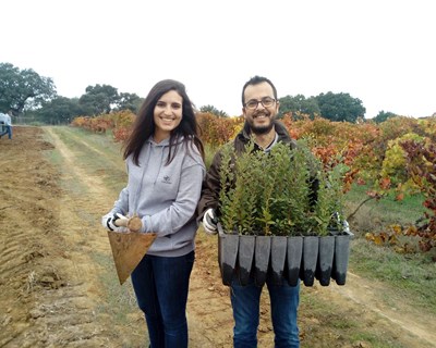Quercus e Corticeira Amorim juntas na plantação de 2000 sobreiros em Alcácer do Sal