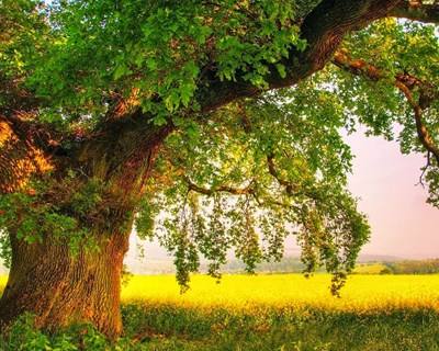 Quercus pede que se salvem os carvalhos em Portugal