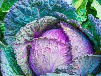 Quercus sensibiliza consumidores para consumo de produtos biológicos