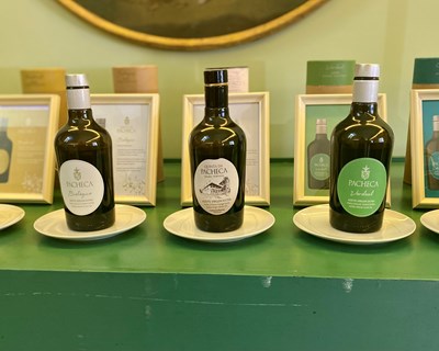 Quinta da Pacheca recebe concurso mundial que premiará os melhores entre mais de 100 azeites