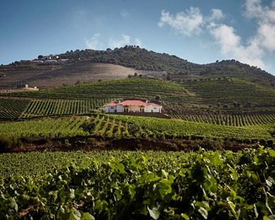 Quinta do Bomfim oferece passeios na vinha a quem reservar visita guiada