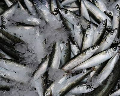 Quota de pesca aumenta em 2017