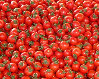 Redução na área de tomate para indústria