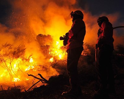 Reforma da floresta avança mas «não produzirá efeitos imediatos»