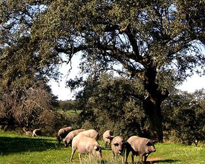 Reforma da floresta em discussão pública