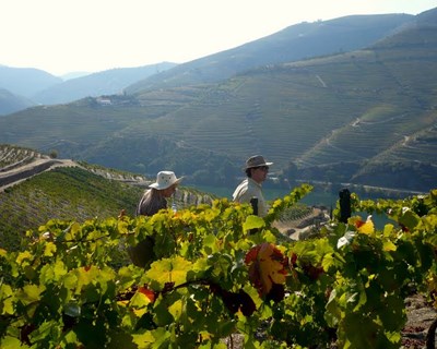 Regia Douro Park promove II edição do ‘Douro TGV’