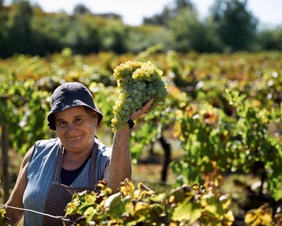Região da Bairrada convida enoturistas a participar nas vindimas