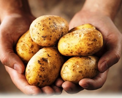 Regime forfetário dos produtores agrícolas: conheça as regras e prazos