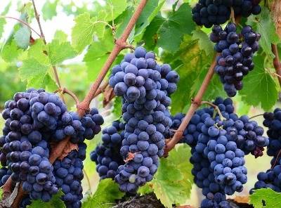 Regras de rotulagem de produtos vitivinícolas reunidas numa única portaria