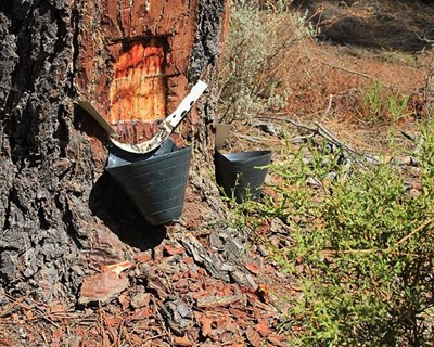 Regresso da resinagem à Serra da Lousã conta já com 15 hectares