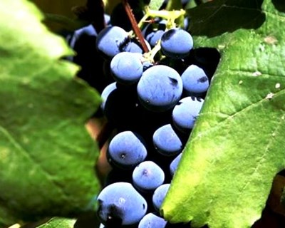 Reguengos de Monsaraz é palco de seminário sobre vinhos do Alentejo