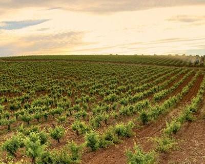 Reguengos de Monsaraz: jovens vitivinicultores à descoberta do mundo dos vinhos