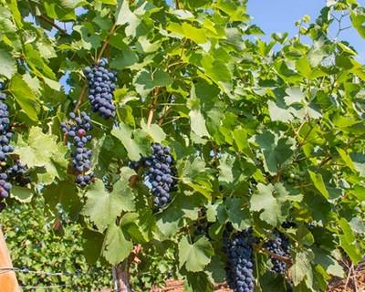 Reguengos de Monsaraz quer ser Capital dos Vinhos de Portugal