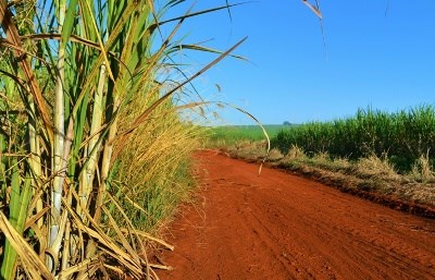 Relatório da FAO analisa estado, desafios e potencialidades da biodiversidade do solo