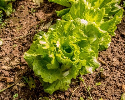 Rendimento da Atividade Agrícola deverá decrescer 3,3% em 2020