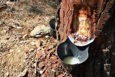 Resinagem está de regresso à serra da Lousã