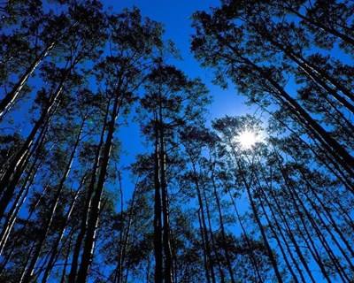 Revisão dos planos regionais de ordenamento florestal concluída em 2016